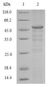SDS-PAGE