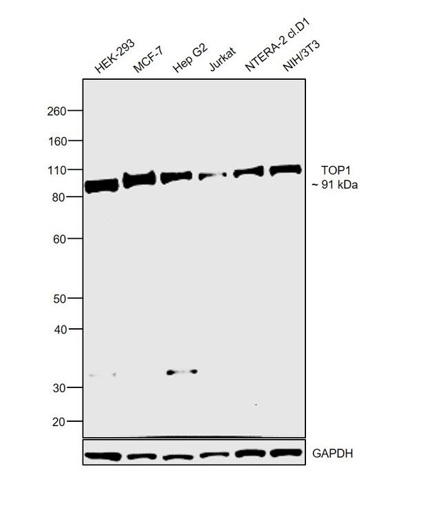 Валидация AssayVector ARM2791(5510)