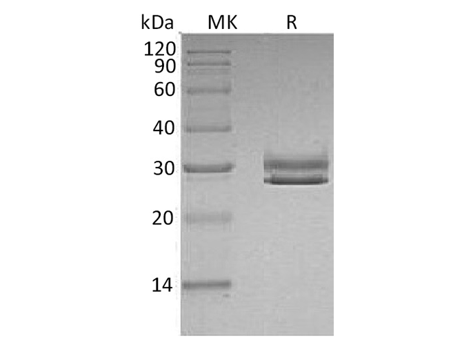 Валидация Elabscience PKSH033607(3897)