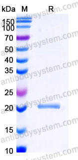 YHB59101, SDS-PAGE