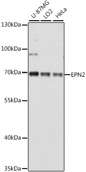 Валидация Elabscience E-AB-66691