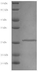 SDS-PAGE