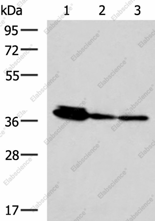 Вестерн-блоттинг, EEF1D, клетки HepG2, A172 и A549