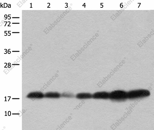 Вестерн-блоттинг, BUD31, ткань семенника человека, мозг и сердце мыши, клетки PC-3, 231, Raji, Jurkat, легкое мыши и селезенка крысы