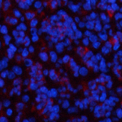 Валидация Elabscience E-AB-22145