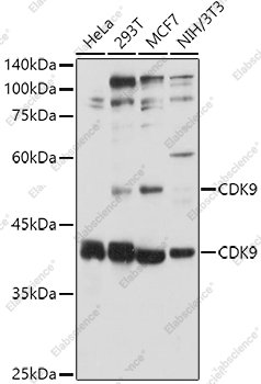 Вестерн-блоттинг, CDK9, различные клеточные линии