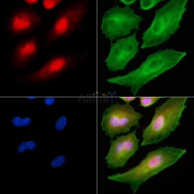 Валидация Affinity DF8725 - 20737