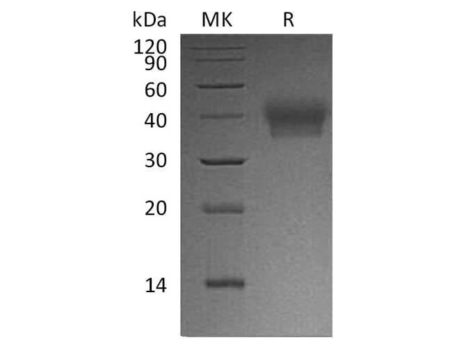 Валидация Elabscience PKSH033746(4024)