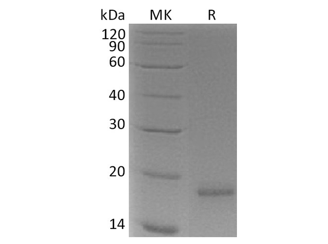 Валидация Elabscience PKSH033715(3993)