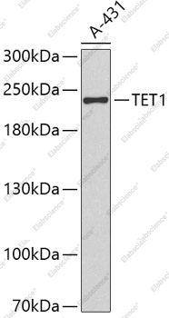 Вестерн-блоттинг, TET1, клетки A-431