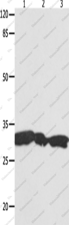 Вестерн-блоттинг, YWHAG, клетки HeLa, 293T и Jurkat