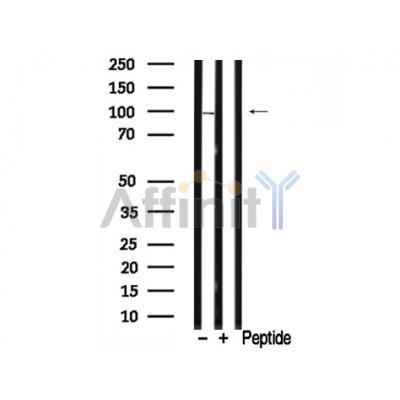 Валидация Affinity AF7793 - 4507