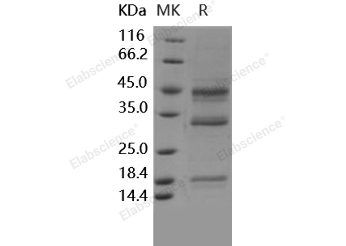 Валидация Elabscience PKSH031623(2284)