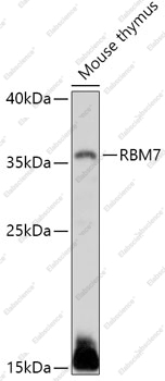 Вестерн-блоттинг, RBM7, ткань тимуса мыши