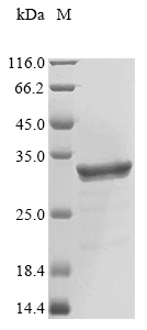SDS-PAGE