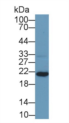 5926