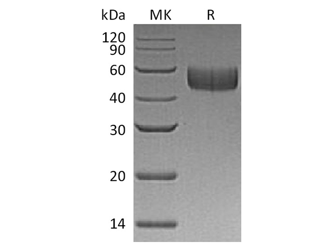 Валидация Elabscience PKSH033523(3825)
