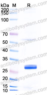 EHB90101, SDS-PAGE