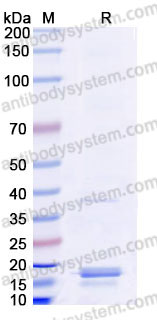 AHB74001, SDS-PAGE