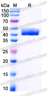 EHC13601, SDS-PAGE