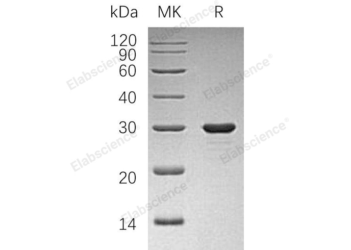 Валидация Elabscience PKSH032868(3274)
