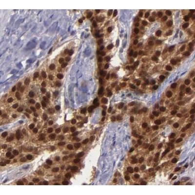 Валидация Affinity AF5136 - 2522