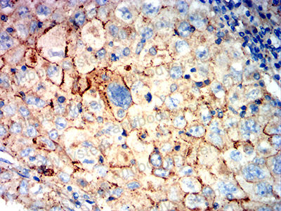 Валидация AntibodySystem RHJ90504 (3580)