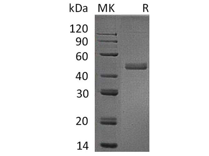 Валидация Elabscience PKSH033628(3914)