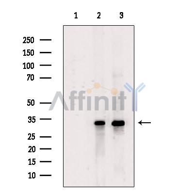 Валидация Affinity DF9302 - 21762