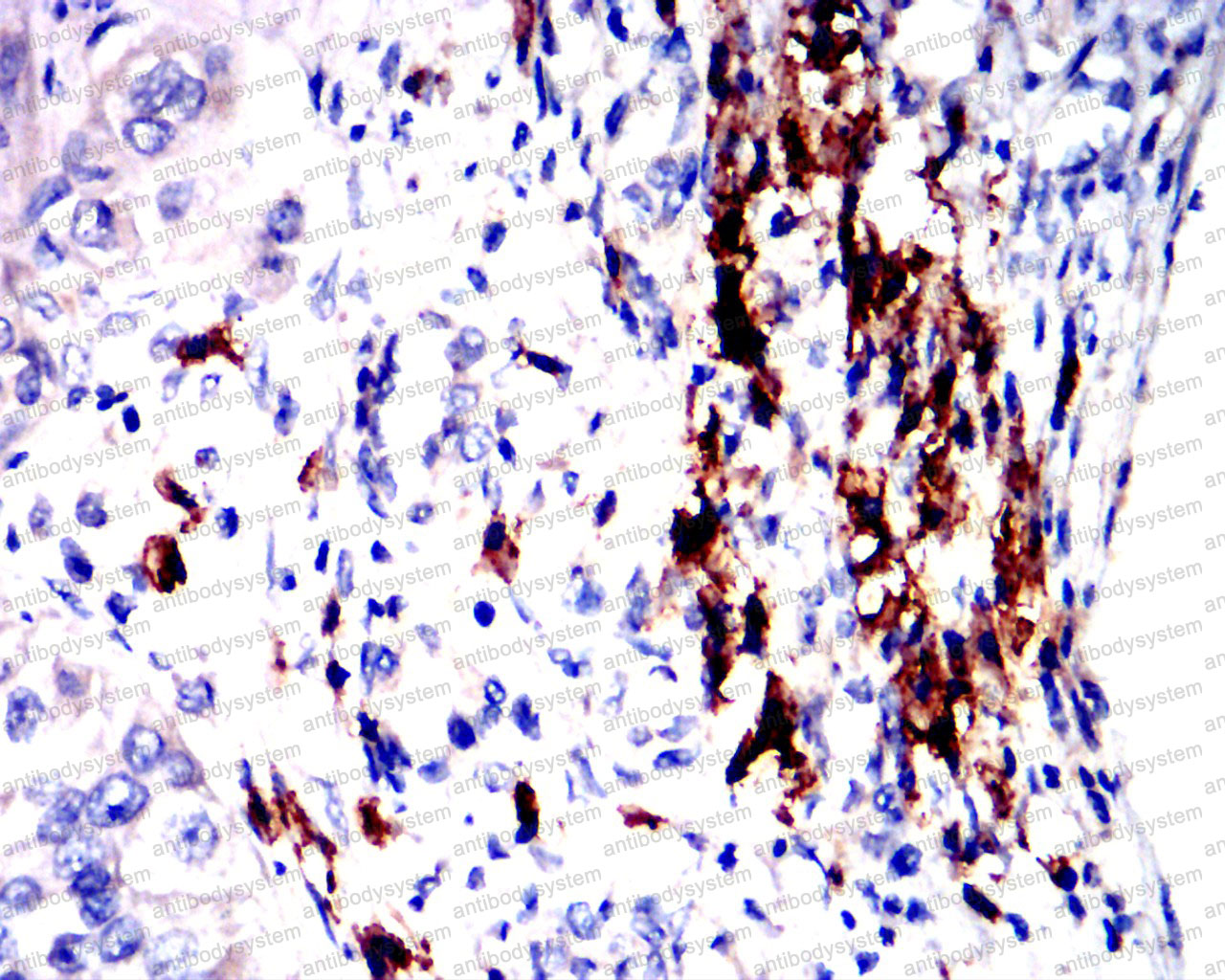 Валидация AntibodySystem RHD80809 (1833)