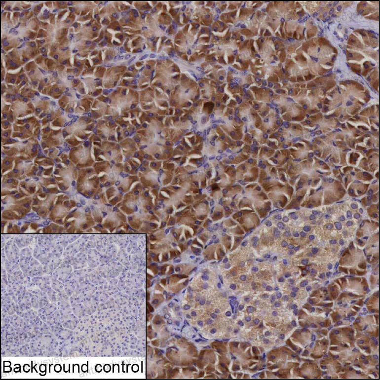 Валидация AntibodySystem RHF10001