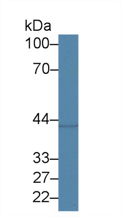 14453