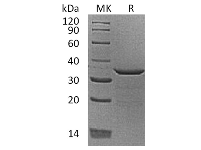 Валидация Elabscience PKSH033558(3856)