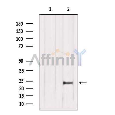Валидация Affinity AF5213 - 2675