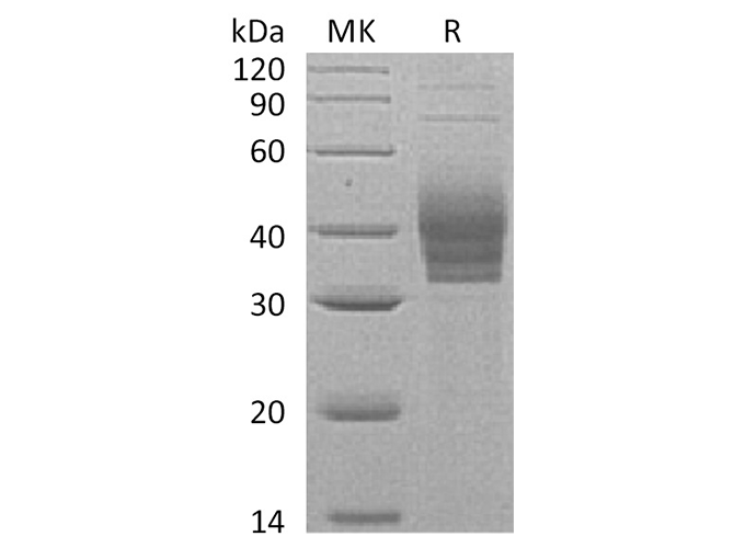 Валидация Elabscience PKSH032258(2764)