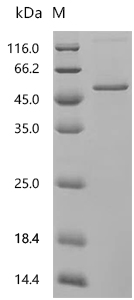 SDS-PAGE
