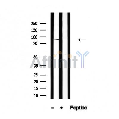 Валидация Affinity AF4670 - 2286