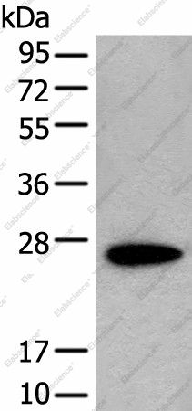 Вестерн-блоттинг, CD63, клетки NIH/3T3