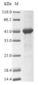 SDS-PAGE