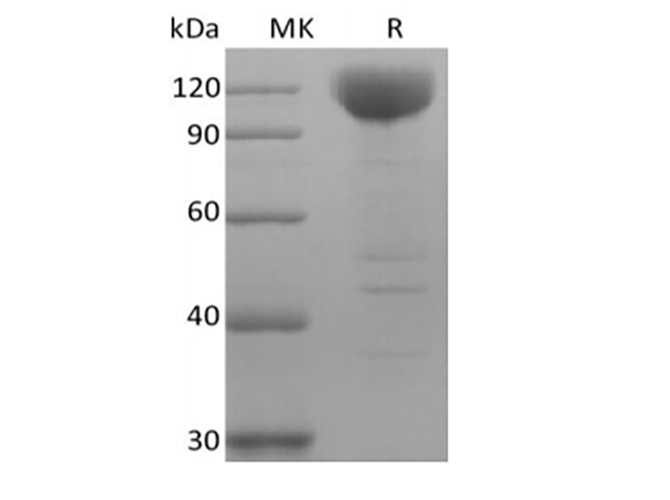 Валидация Elabscience PKSH033985(4214)