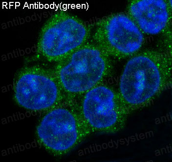 Валидация IF - AntibodySystem RXX54701 (1739)