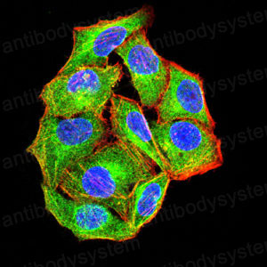 Валидация IF - AntibodySystem RHE41803