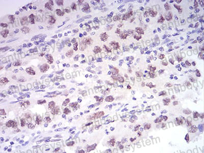 Валидация AntibodySystem RHA88902