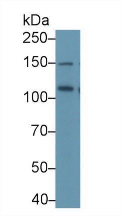 10046