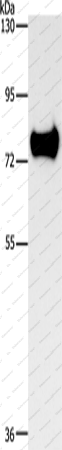 Вестерн-блоттинг, SYN1, ткань мозга мыши