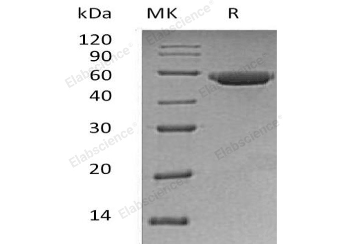 Валидация Elabscience PKSH032480(2949)