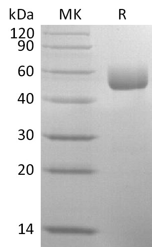 Валидация Elabscience PKSM041362(5256)
