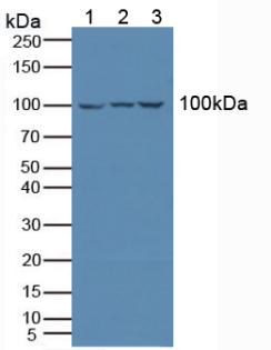 5438