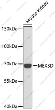 Вестерн-блоттинг, MEX3D, ткань почки мыши