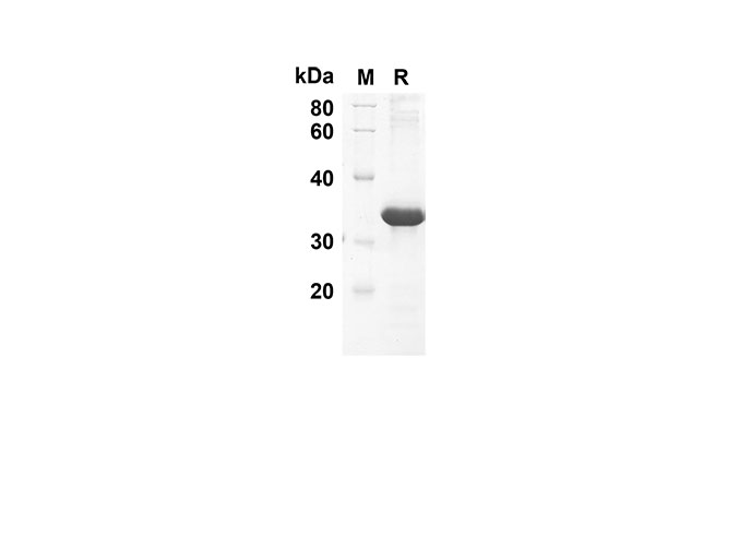 Валидация Elabscience PDEH100535(51)